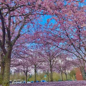 Meet your Posher, Shashini